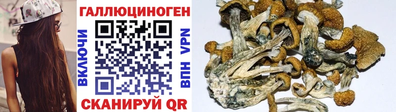 Галлюциногенные грибы Psilocybine cubensis  Пятигорск 